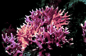 Purple Hydrocoral