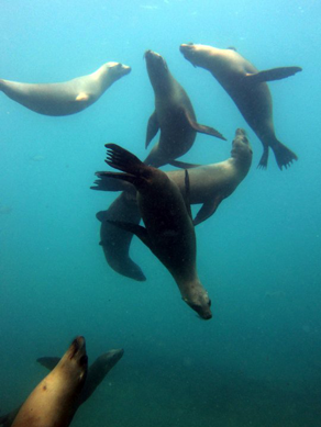 Sea Lions