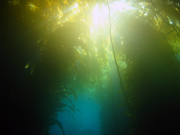 Catalina Island Kelp Bed